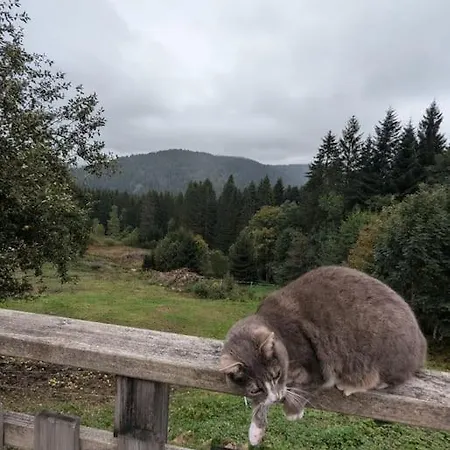 Les Jonquilles - 12 Pers - Pleine Nature *