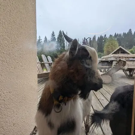 Appartement Les Jonquilles - 12 Pers - Pleine Nature