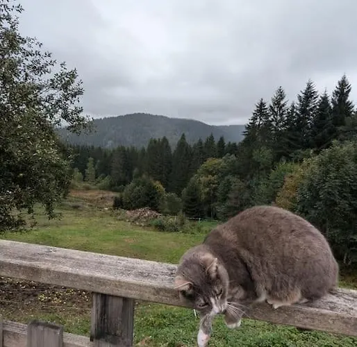 Les Jonquilles - 12 Pers - Pleine Nature *