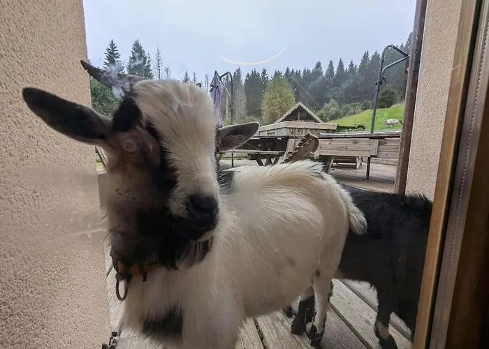 Les Jonquilles - 12 Pers - Pleine Nature Apartmán Xonrupt-Longemer