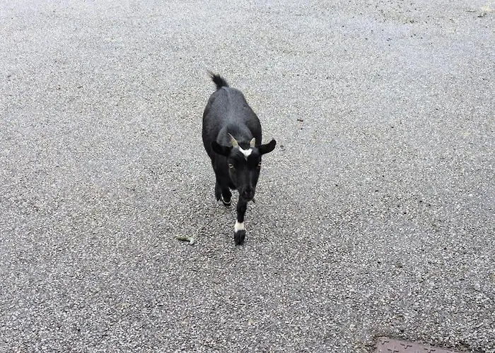 Apartmán Les Jonquilles - 12 Pers - Pleine Nature